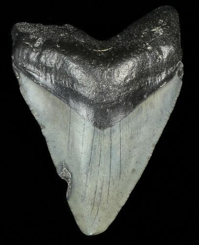 Juvenile Megalodon Tooth #69308